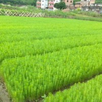 山東濟南濕地松苗供應_優(yōu)質濕地松-隨州希望苗圃