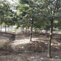 供應(yīng)四川成都櫸樹 基地批發(fā)價(jià)格