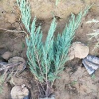 大量供應(yīng)沙地柏