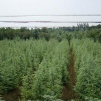 江蘇南京高度3米4米5米雪松樹報(bào)價(jià)