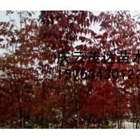 山東秋紫白蠟基地 紫色秋天白蠟 山東茂達苗木有限公司