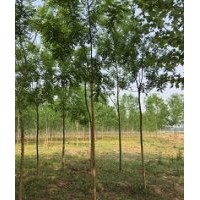 5公分國槐價格6公分國槐價格7-8公分國槐價格