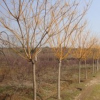 山東低價出售黃金槐 黃金槐苗木基地 慶云茂達苗木