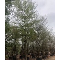 小葉欖仁 基地直銷