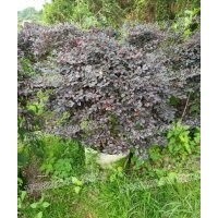 紅花繼木 自家苗圃 精品批發(fā) 現(xiàn)貨直供