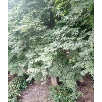 嵊州協(xié)燦苗木供羽毛楓桂林櫻花紅楓紅梅雞爪槭無(wú)患子