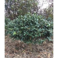 有刺枸骨球、枸骨樹、枸骨造型大量供應(yīng)’