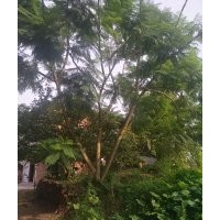 出售，藍(lán)花楹