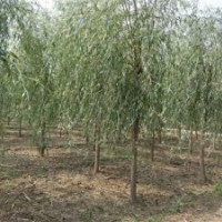 柳樹 速生柳 黃柳 金絲柳 垂柳