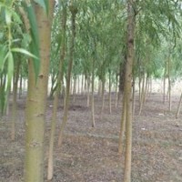 直柳 綠皮柳 饅頭柳 旱柳 黃皮柳