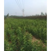 優(yōu)質(zhì)叢生紫丁香100000顆，河南貨源