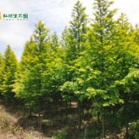 金葉水杉8-10公分處理