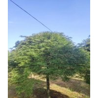 協(xié)燦苗木供應(yīng)精品羽毛楓櫻花紅梅紅楓雞爪槭桂花無患子丹桂金桂