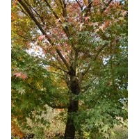 供應(yīng)精品羽毛楓櫻花紅梅紅楓雞爪槭櫸樹無患子欒樹丹桂金桂八月桂