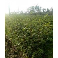 精品花椒一粒要比一串香