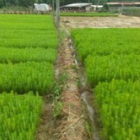 吉首濕地松苗供應(yīng)_優(yōu)質(zhì)濕地松-隨州希望苗圃