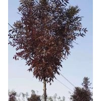 秋紫蠟發(fā)展前景秋紫白蠟用途