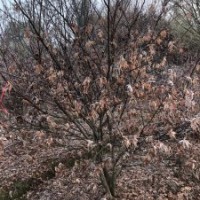 供應(yīng)叢生紫薇紅梅紅楓雞爪槭桂花丹桂羽毛楓染井吉野櫻