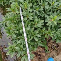 法國(guó)冬青基地專(zhuān)供