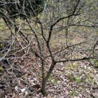 供應(yīng)丹桂金桂八月桂羽毛楓染井吉野櫻雞爪槭紅楓紅梅無患子