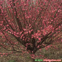 海棠 迎春 紫藤這類(lèi)樹(shù)木為何能在園林綠化中長(zhǎng)盛不衰？