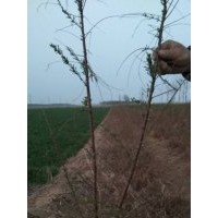 三分枝容器苗（鹽松）