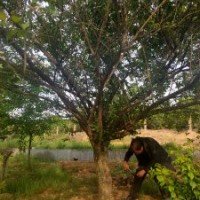 供應(yīng)丹桂金桂八月桂羽毛楓染井吉野櫻雞爪槭紅楓紅梅無患子