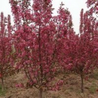 高桿紅葉海棠北京大苗圃基地購(gòu)樹(shù)木市排價(jià)