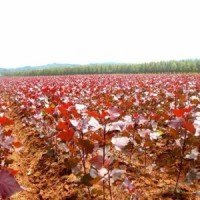 紅葉楊哪里有 ？ 紅葉楊低價供應(yīng)