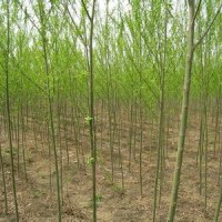 目前6公分8公分12公分垂柳產(chǎn)地報(bào)價(jià)多少