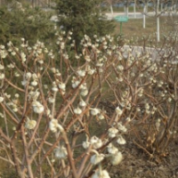 江蘇結香樹低價批發(fā) 苗圃結香樹直銷