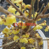 江蘇大量供應(yīng)素心蠟梅 低價(jià)苗圃供應(yīng)素心蠟梅