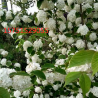 江蘇繡球花低價供應(yīng) 繡球花價格 哪里繡球花便宜