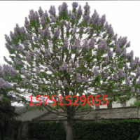 泡桐樹(shù)哪里有貨源泡桐樹(shù)？2019泡桐樹(shù)貨源