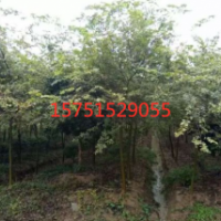 2019小葉櫸價(jià)格 哪里有小葉櫸 江蘇小葉櫸低價(jià)供應(yīng)