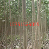 江蘇哪里有歐美楊107號低價(jià)批發(fā) 榮慶園林供應(yīng)歐美楊107號