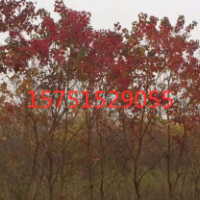 紅烏桕低價(jià)供應(yīng)