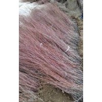 甘肅紅柳基地|銷售|出售