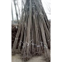 河北金葉榆圖片 金葉榆價(jià)格