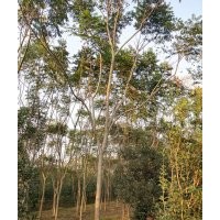 供應(yīng)各規(guī)格湖南欒樹(shù)，移植骨架欒樹(shù)、截桿欒樹(shù)