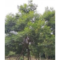 四川藍花楹種植基地 藍花楹落葉喬木 優(yōu)異品種