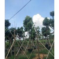 本公司常年供應(yīng)黃花紫花風(fēng)玲,白玉蘭,萍婆