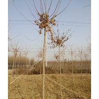 五角楓 元寶楓 平頭五角楓