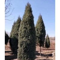 望都塔檜、迎春、紅瑞木、大葉黃楊、連翹、丁香、金葉女貞、小葉