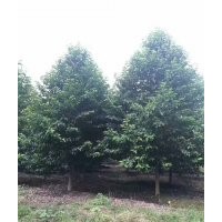 大量供應(yīng)8到18公分精品樂昌含笑