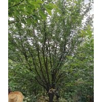 協(xié)燦苗木供應羽毛楓櫸樹紅梅紅楓雞爪槭桂花染井吉野無患子