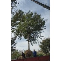 雪松，廣玉蘭，桂花，蜀檜，櫸樹，無患子，欒樹，樸樹