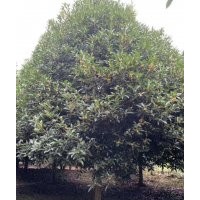 協(xié)燦苗木供應(yīng)八月桂丹桂250-450冠幅金桂四季桂批量