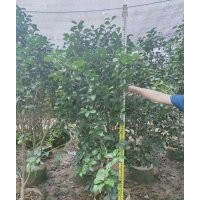 供應100-250高福建山茶花