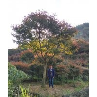供應(yīng)精品羽毛楓紅梅染井吉野櫻丹桂金桂紅楓雞爪槭櫸樹無患子